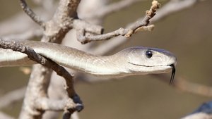 Nature 3. epizoda