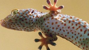 Nature 10. epizoda