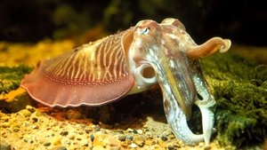 Nature 2. epizoda