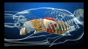 1000 Ways to Die 23. epizoda