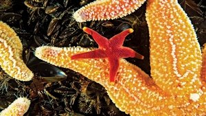 NOVA 8. epizoda