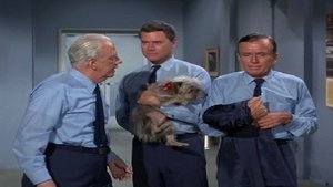 I Dream of Jeannie 2. epizoda