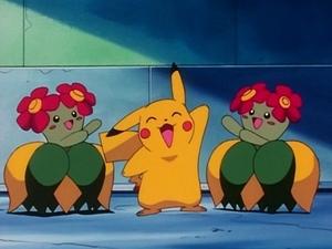 Pokémon Květinový zápas