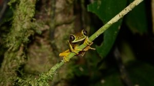 Nature 19. epizoda