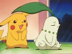 Pokémon Chikoritin záchvat žárlivosti